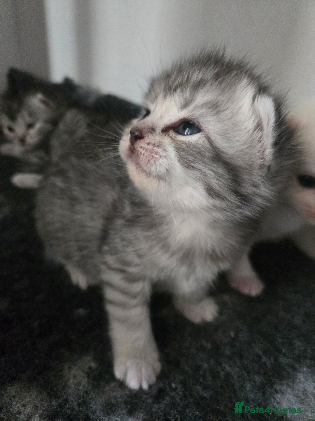 Persian cats for sale: Persian x fluffy kittens  - Image 24