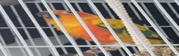 Conures birds for sale: Sun Conure Rehoming!  - Advert 4