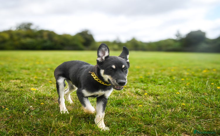 Mixed Breed dogs - Advert 6