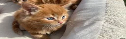 Mixed Breed cats for sale: Cats for sale  in Harlow - Advert 5