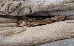 Bengal cats for sale: Female kitten - Image 3