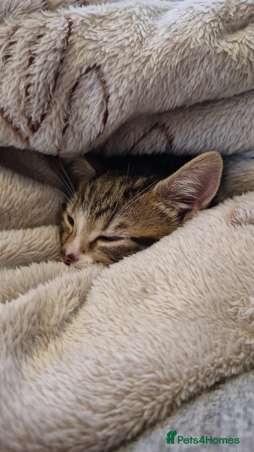 Bengal cats for sale: Female kitten - Image 3