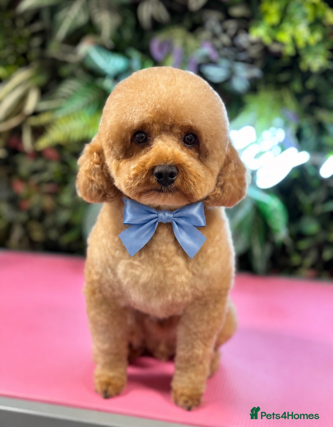 Toy Poodle dogs KC Reg Poodle extensively health tested  - Advert 14