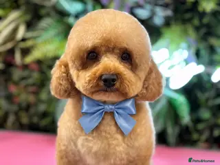 Toy Poodle dogs KC Reg Poodle extensively health tested - Advert 10