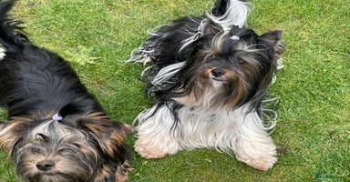 Biewer Terrier dogs - Advert 13