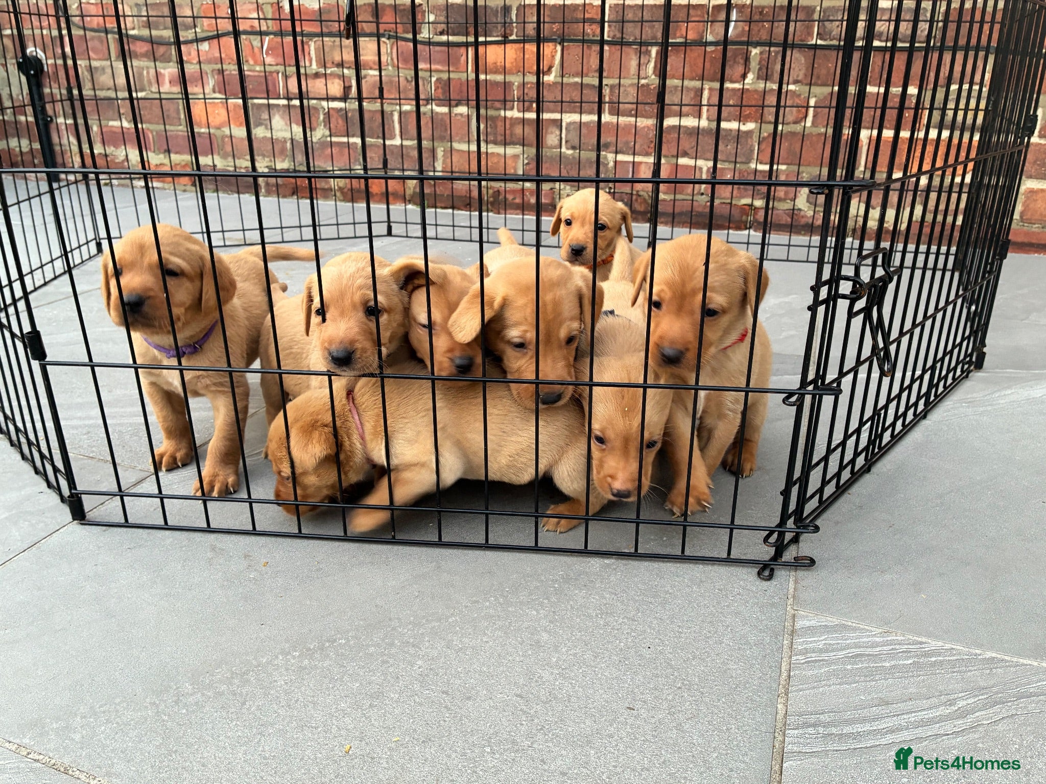 Labrador Retriever dogs KC Registered Fox Red Labrador Puppies - Advert 2