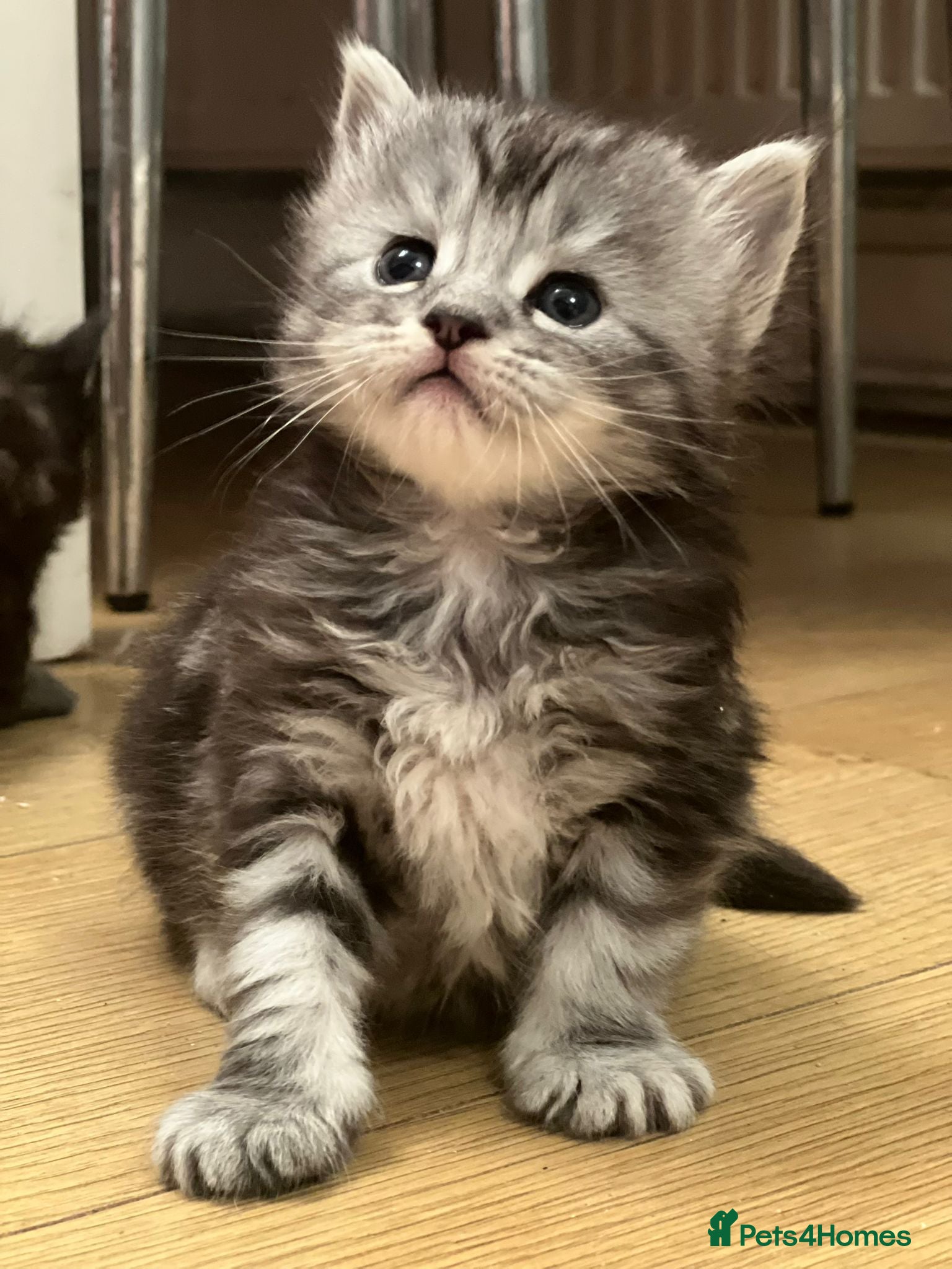 Maine Coon cats Full breed gorgeous Mainecoon kittens ready Jan 31 - Advert 6