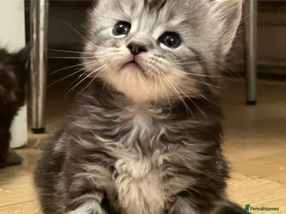 Maine Coon cats Full breed gorgeous Mainecoon kittens ready Jan 31 - Advert 4