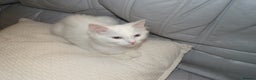 Turkish Angora cats for sale: Turkish angora kitten - Advert 2
