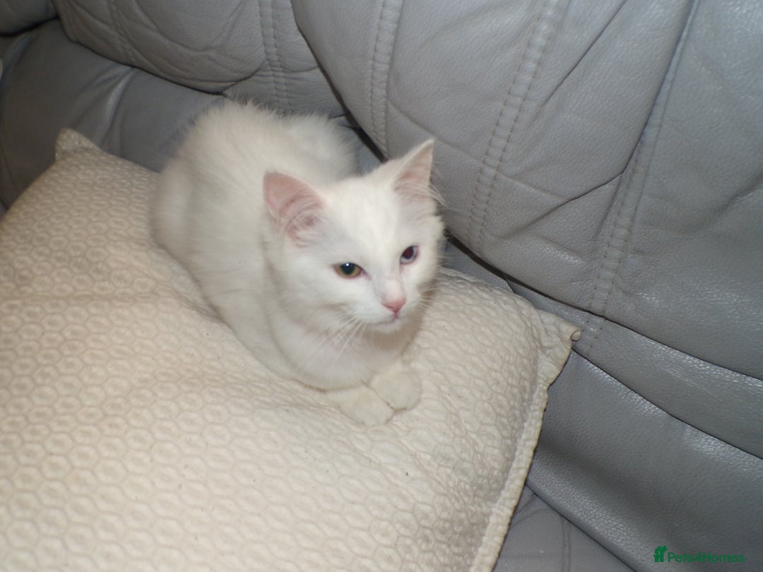 Turkish Angora cats for sale: Turkish angora kitten - Advert 2
