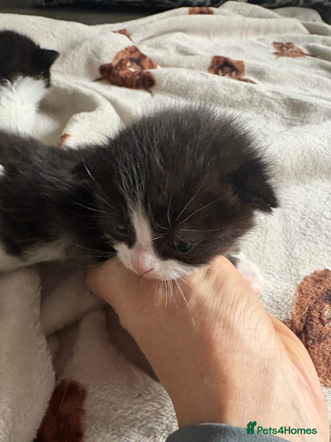 Domestic Shorthair cats for sale: Black and white kittens  - Image 6