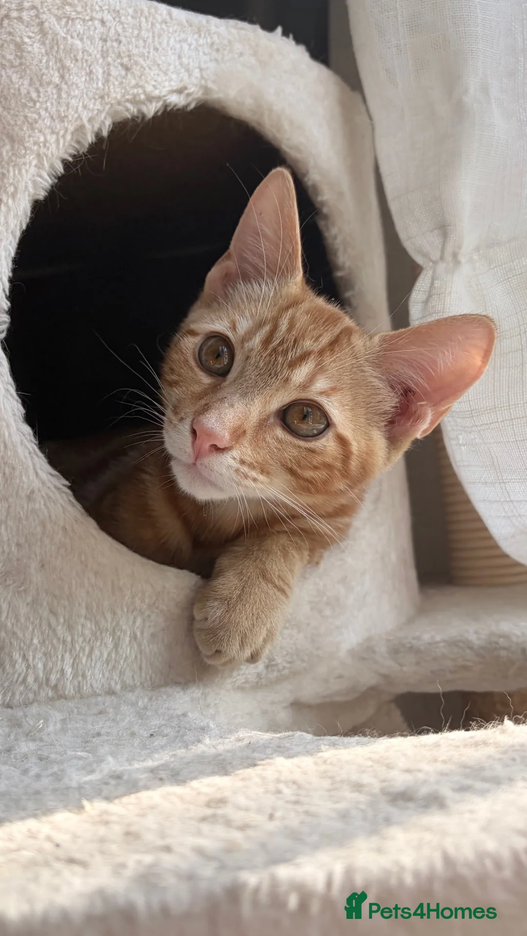 Mixed Breed cats for sale: Gorgeous ginger male Kitten - Advert 1