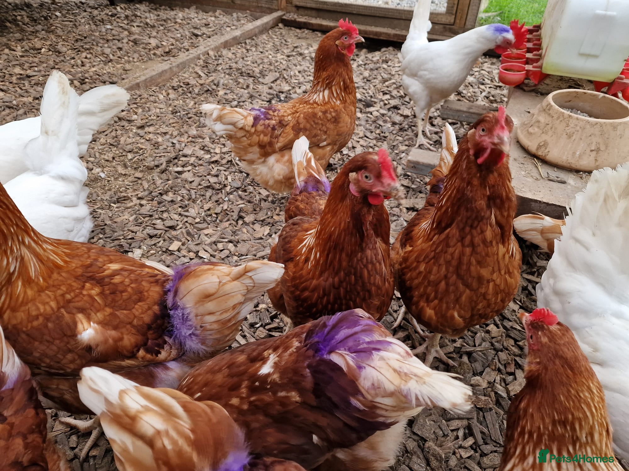 Hens poultry Warren laying hens - Advert 2