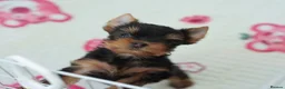 Yorkshire Terrier dogs for sale: Adorable KC reg puppies 🩵💕 - Advert 9