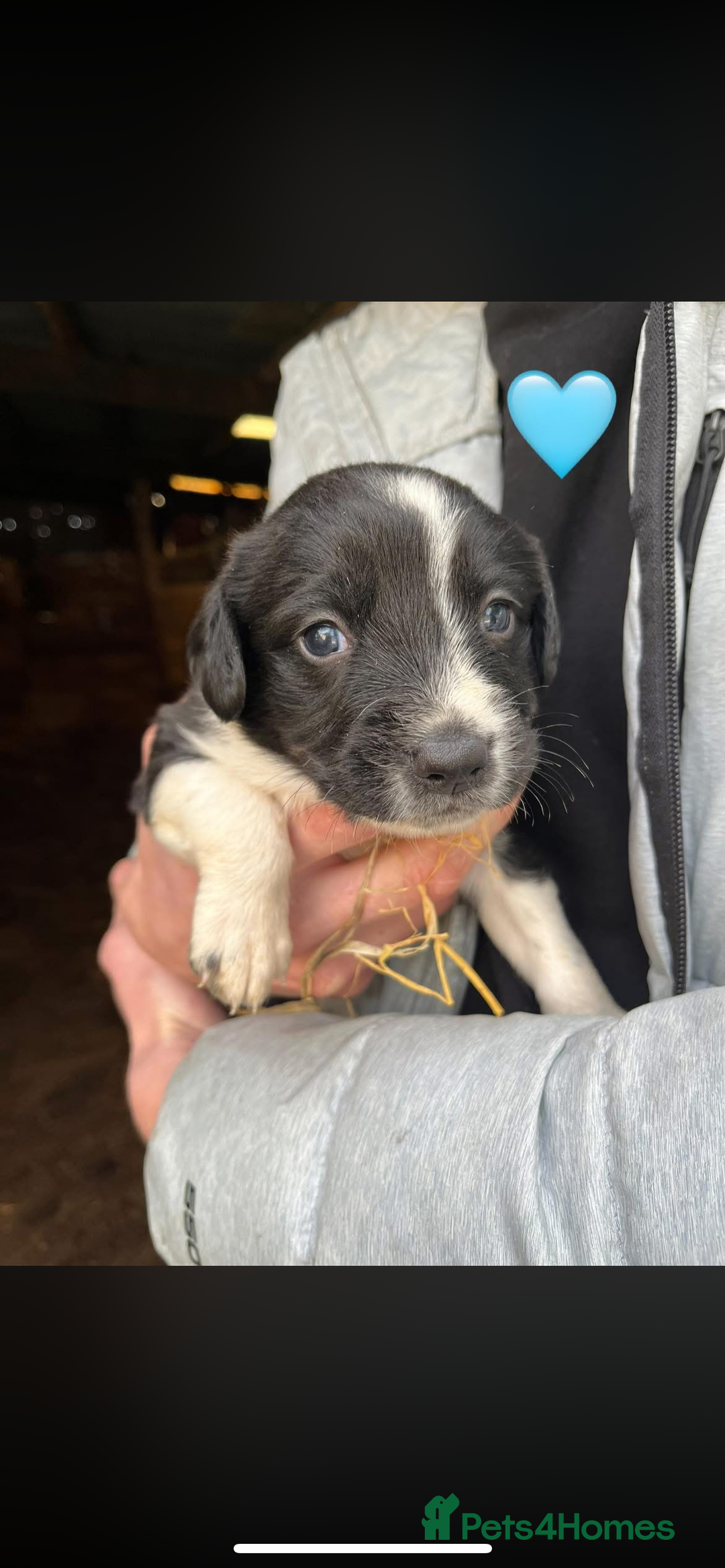 Sprollie dogs for sale: Sprollie puppies  - Advert 7