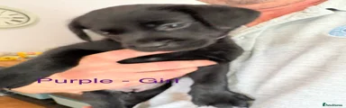 Purple collar
