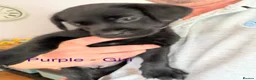 Labrador Retriever dogs for sale: Loveable Labrador Puppies  - Advert 2