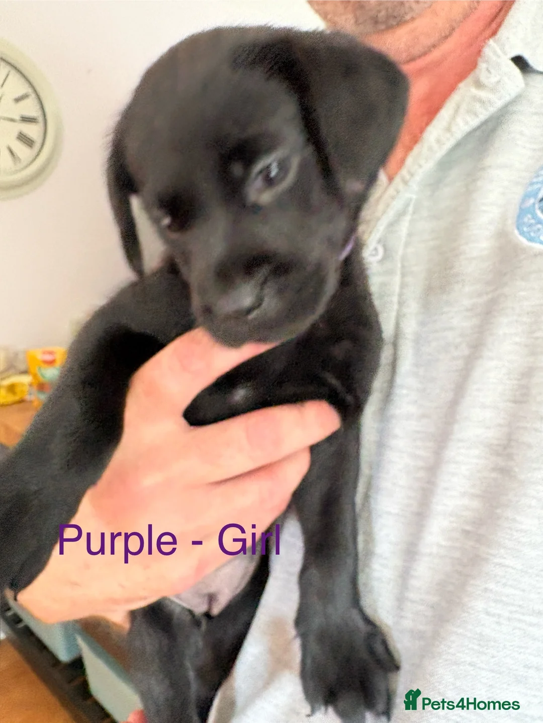 Labrador Retriever dogs for sale: Loveable Labrador Puppies  - Advert 2