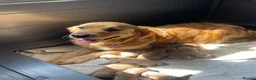 Goldador dogs for sale: Goldador puppies have arrived!  - Advert 3