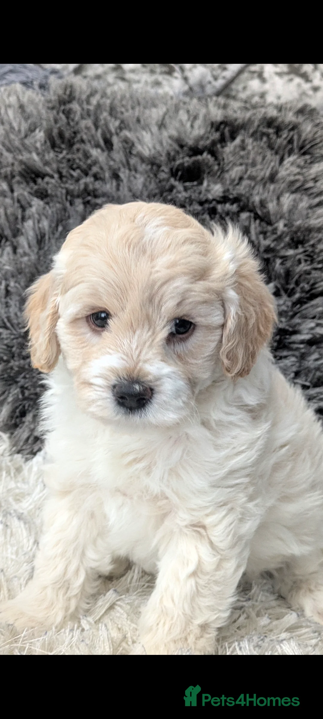 Lhasapoo dogs for sale: TEDDY BEAR LHASAPOO  in Durham - Advert 1
