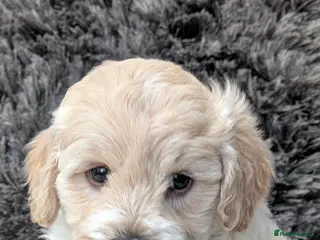 Lhasapoo dogs TEDDY BEAR LHASAPOO in Durham - Advert 15