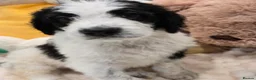 Mixed Breed dogs for sale: Stunning St Berdoodle Puppies 🐾 - Advert 23