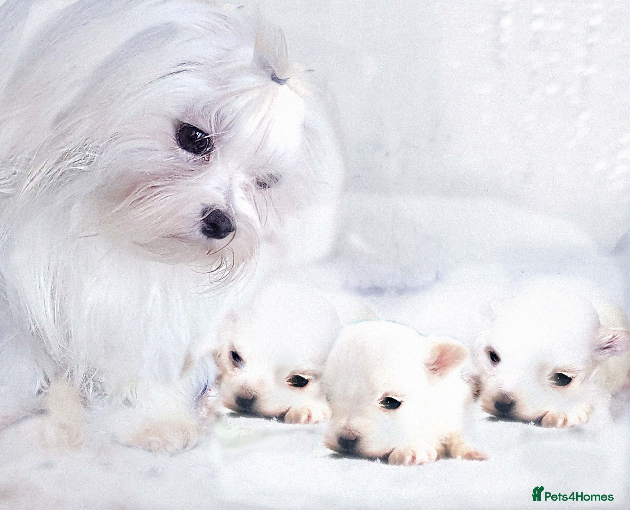 Maltese dogs K C registered Maltese Puppies - Advert 1