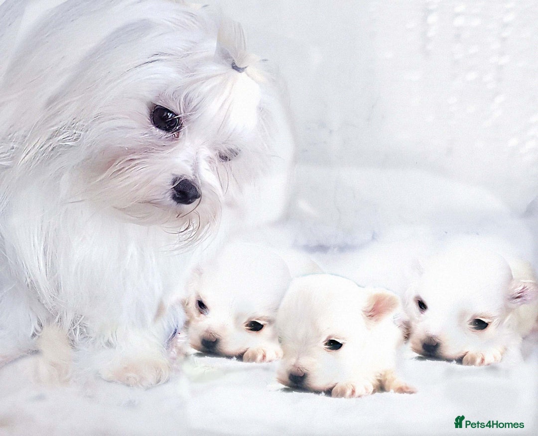 Maltese dogs for sale: K C registered Maltese Puppies - Advert 1