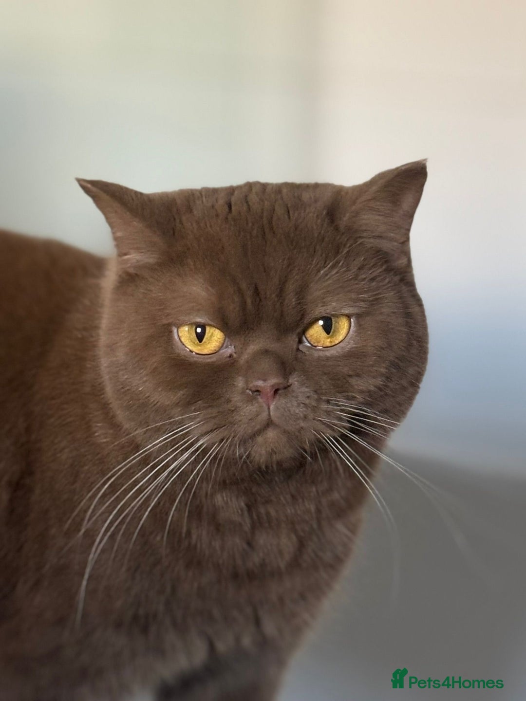 British Shorthair cats for sale: GCCF BSH show quality kittens  - Advert 9