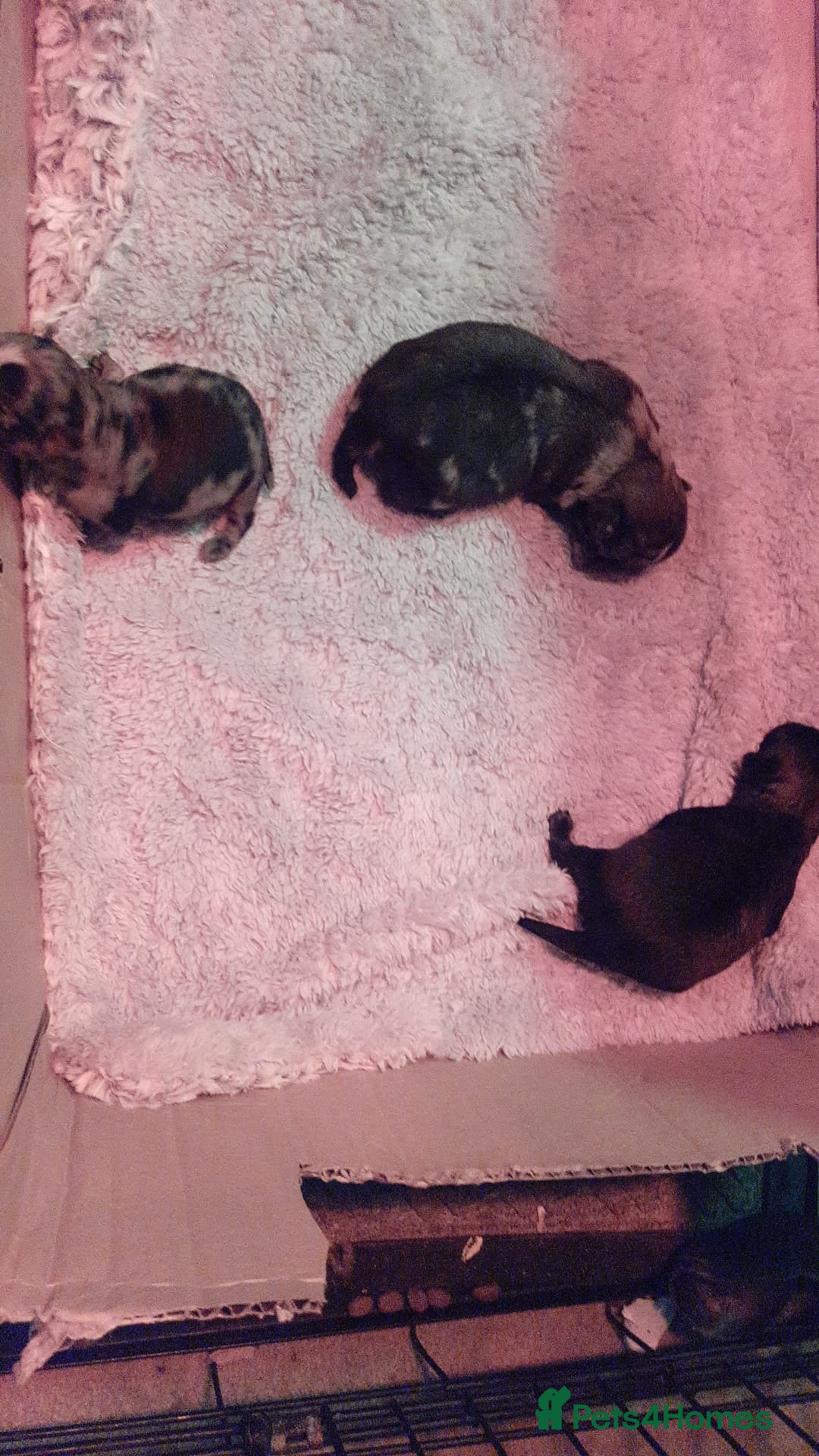 Pug dogs for stud: Merle n tan pug carrying fluffy & choc stud  in Harpenden - Advert 10