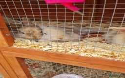 Mixed Breed rabbits for sale: Rex cross mini lop - Image 2