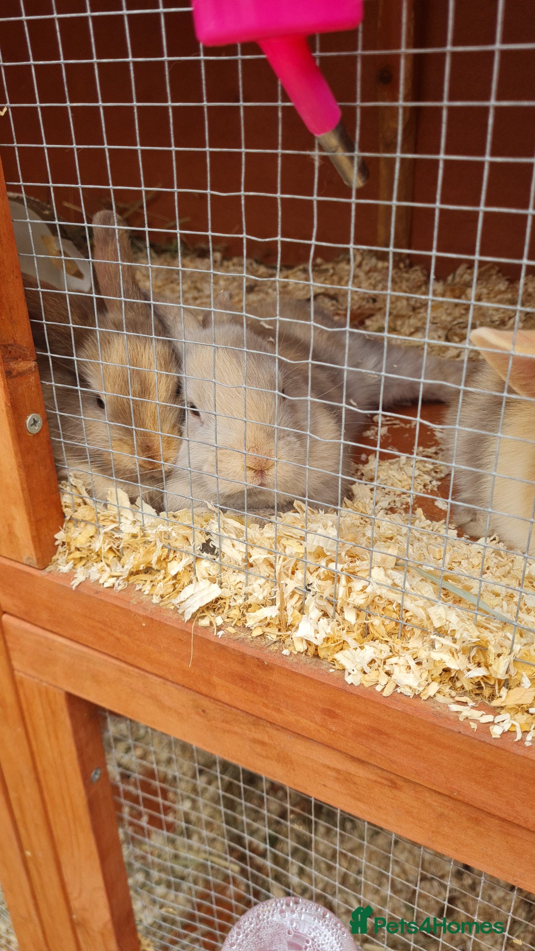 Mixed Breed rabbits for sale: Rex cross mini lop - Image 2