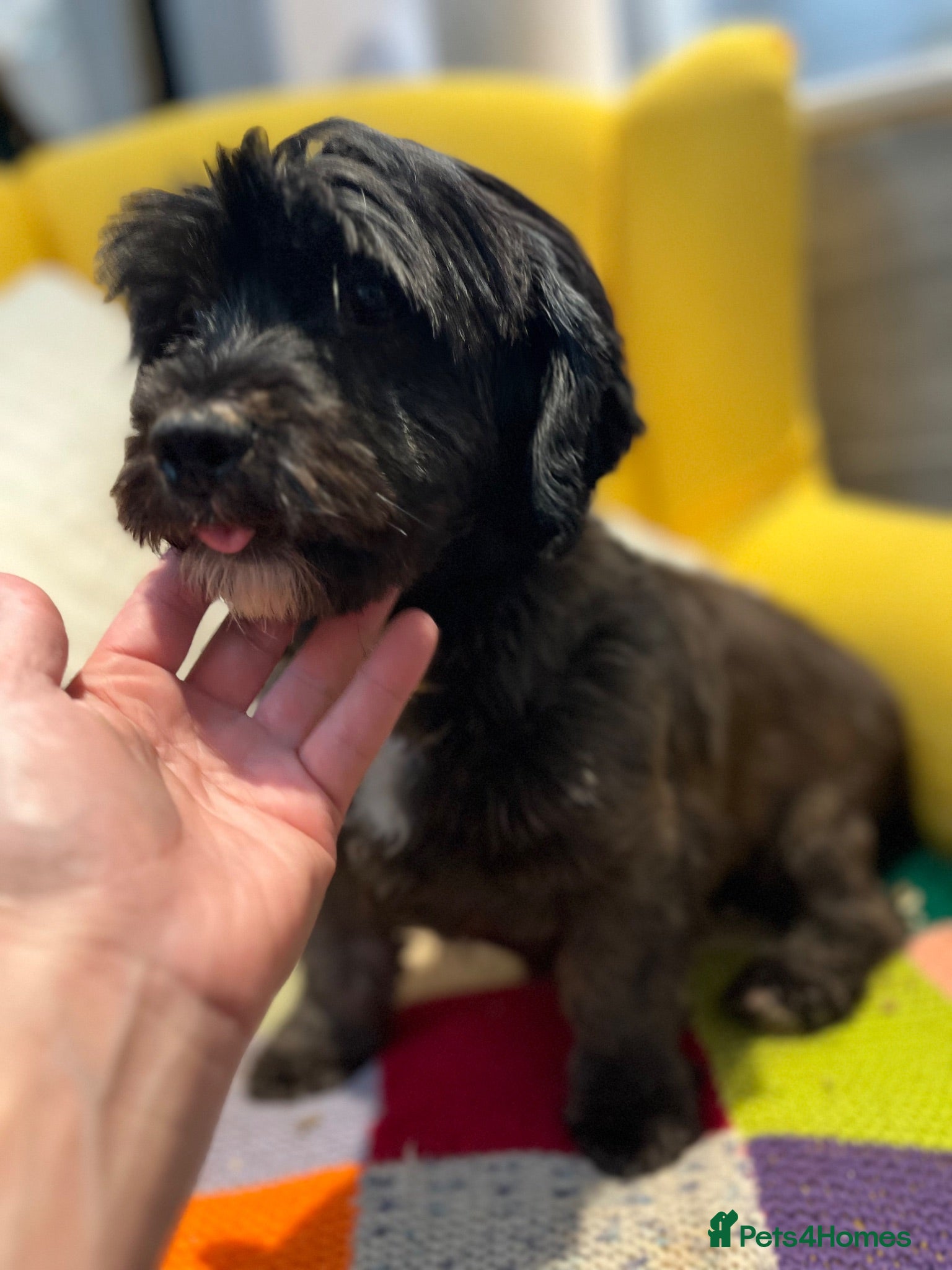 Shihpoo dogs Loving adult Shihpoo girl  - Advert 1
