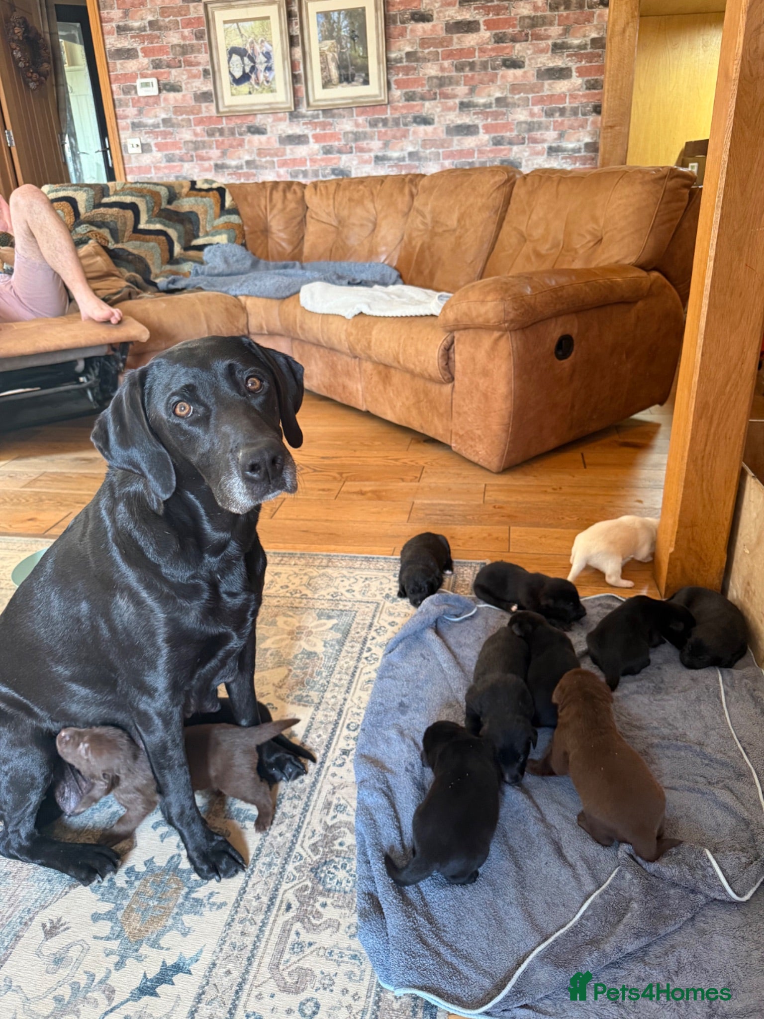 Borador dogs Stunning Lab x Collie, cream, black & chocolate! - Advert 1