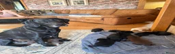 Borador dogs for sale: Stunning Lab x Collie, cream, black & chocolate! - Advert 21