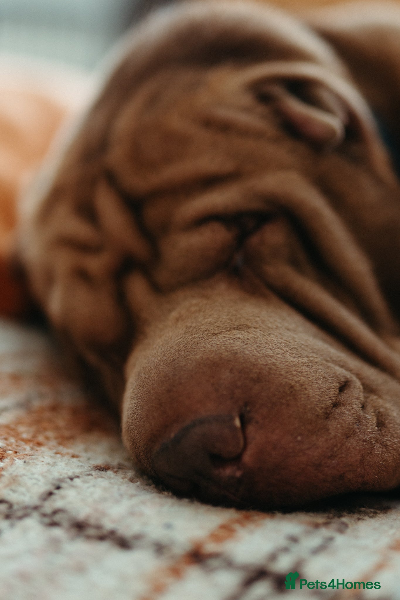 Mixed Breed dogs 2 female Shar Pei mix - Advert 1