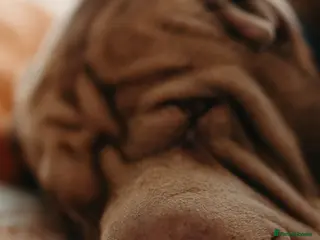 Mixed Breed dogs 2 female Shar Pei mix - Advert 1