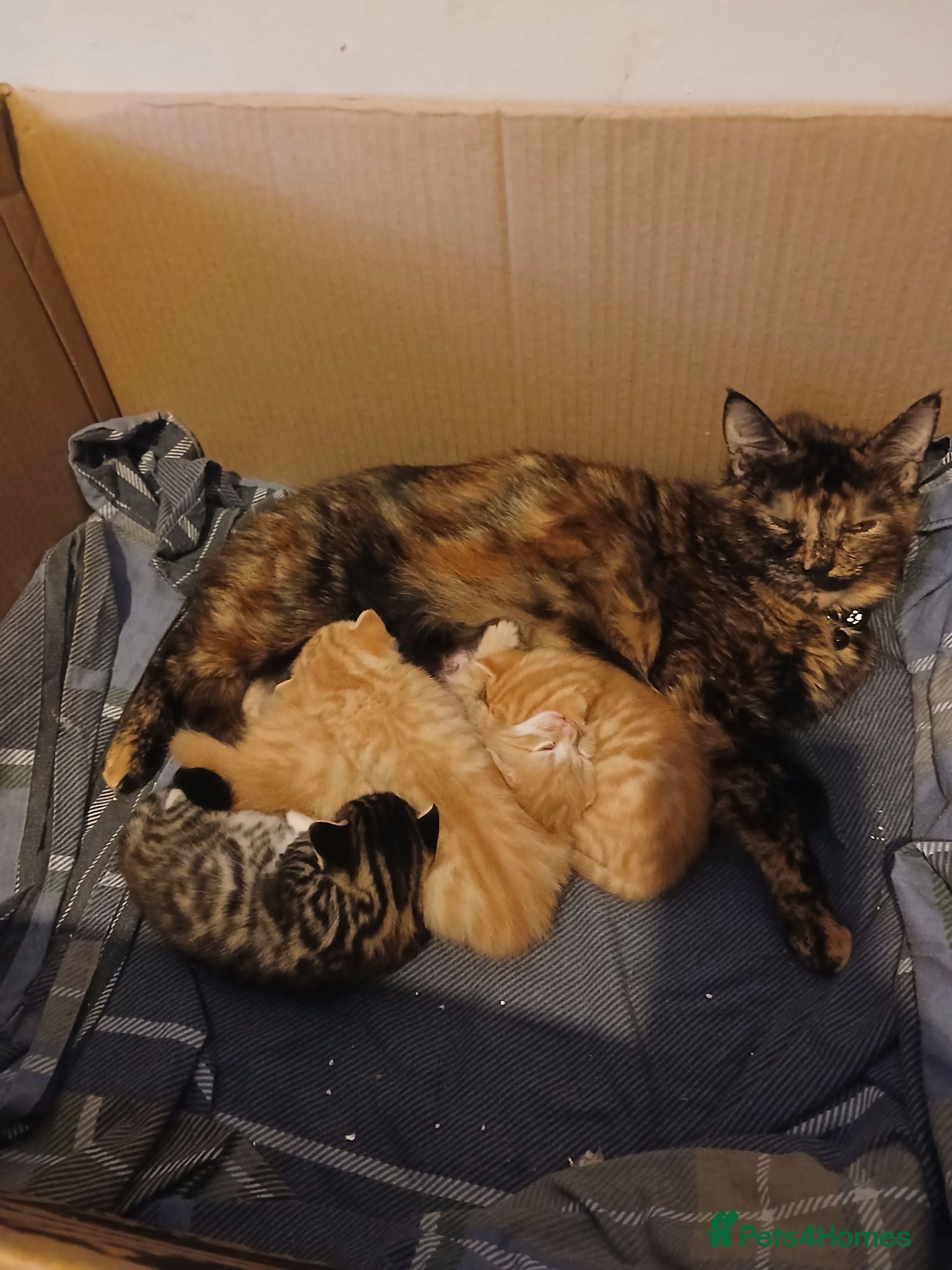 Mixed Breed cats Kittens  - Advert 1