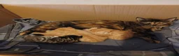 Mixed Breed cats for sale: Kittens  - Advert 1