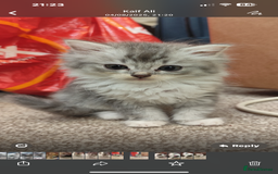 Ragdoll cats for sale: Persian ragdoll - Image 7