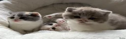 British Shorthair cats for sale: GCCF BSH Lilac Bilcolour chunky 🐱  - Advert 2