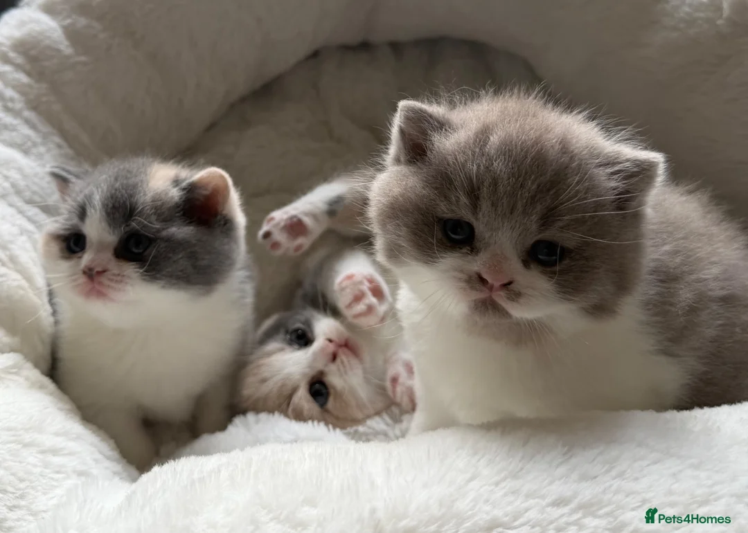 British Shorthair cats for sale: GCCF BSH Lilac Bilcolour chunky 🐱  - Advert 2