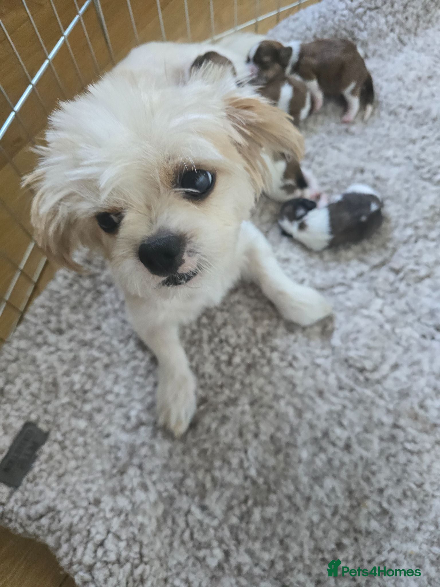 Shih Tzu dogs Shitzu puppies  - Advert 4