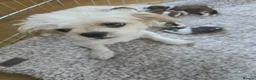 Shih Tzu dogs for sale: Shih Tzu puppies  - Advert 1