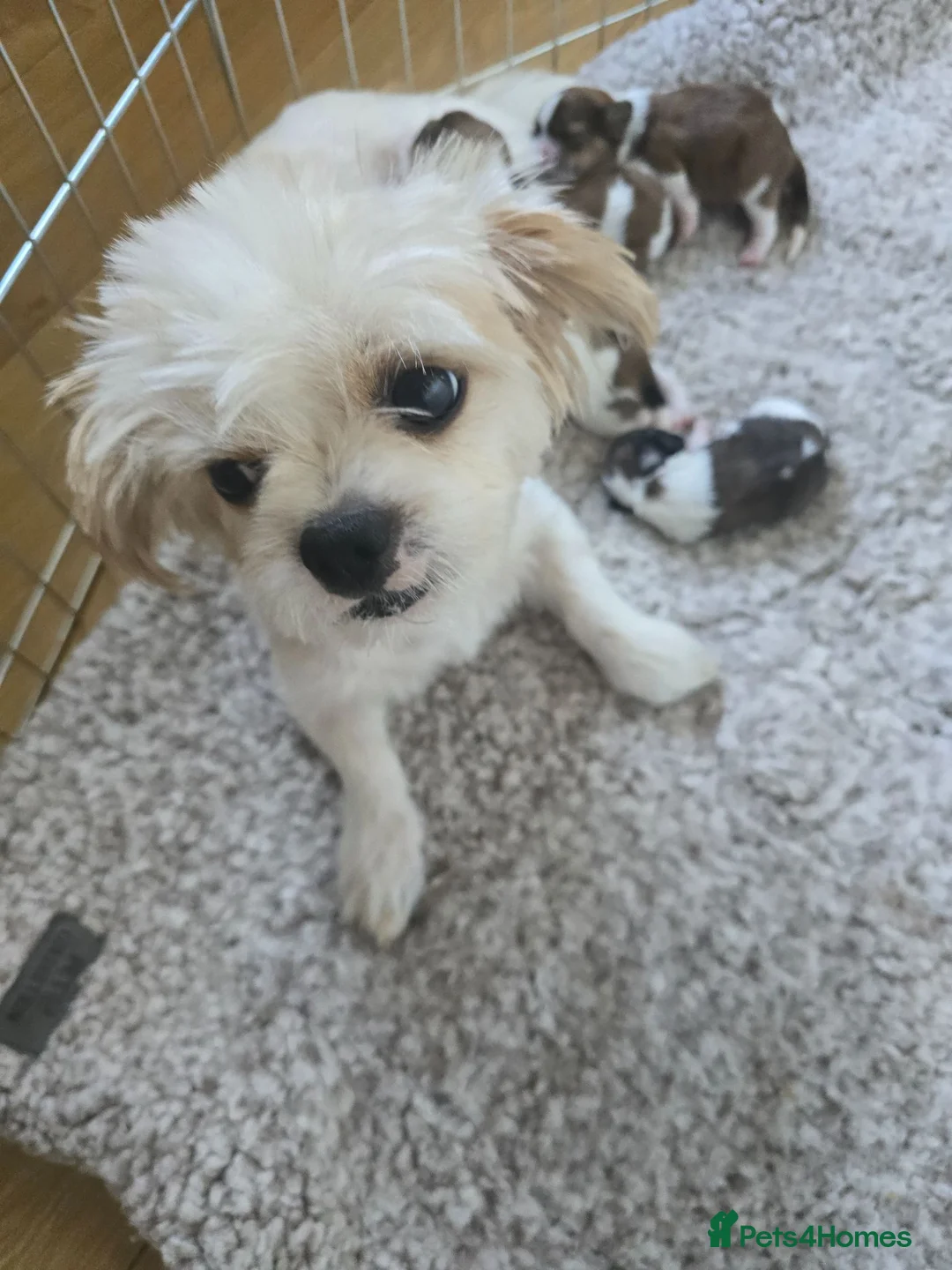 Shih Tzu dogs for sale: Shih Tzu puppies  - Advert 1