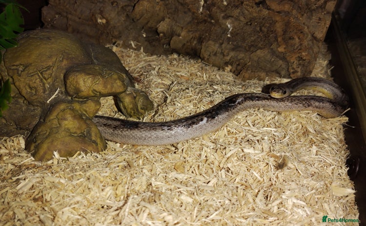 Corn Snake reptiles - Advert 1