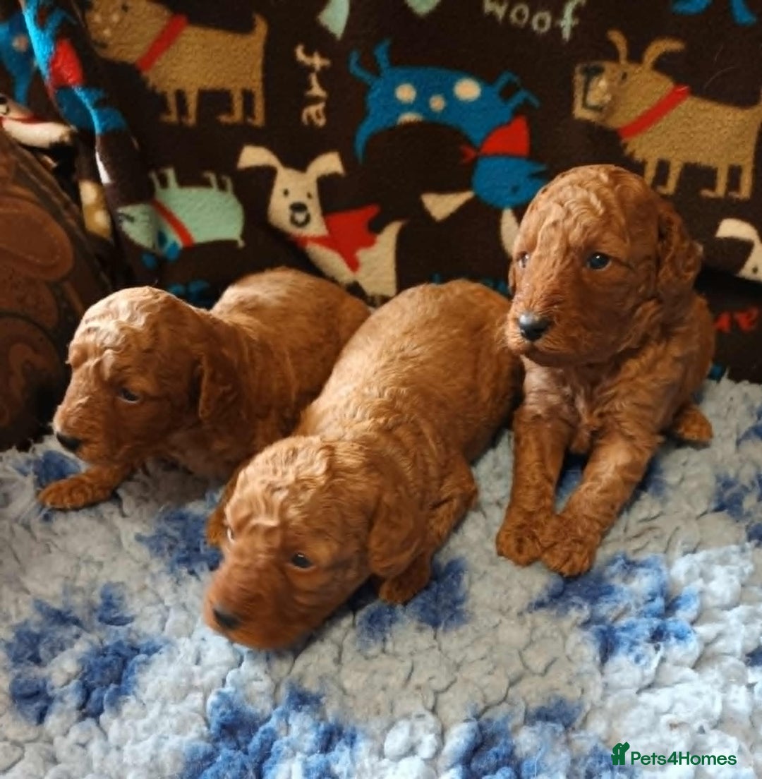 Labradoodle dogs for sale: F1b MINIATURE LABRADOODLES. 5* LICENCED BREEDER. - Image 6