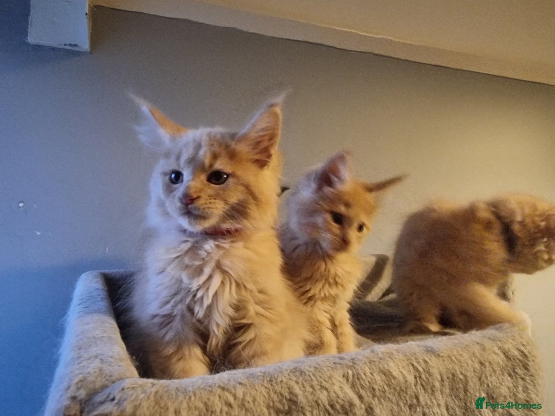 Maine Coon cats for sale: TICA REG.  Amazing kittens  - Image 29