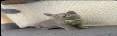 British Shorthair 2