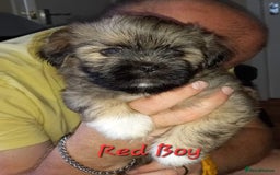 Lhasa Apso dogs for sale: Lhaso apso - Image 1